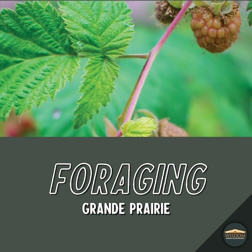 Foraging Walk - Grande Prairie B